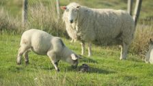 S1 E1: Scotland: The New Wild