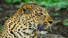 S5 E2: Big Cat Special