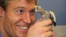 S3 E11: Bondi Vet