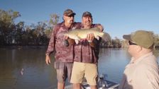 S7 E2: Deniliquin Murray Cod