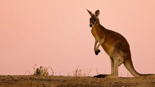 Australia Remastered: Nature's Great Divide