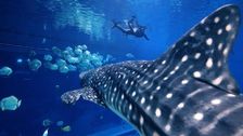 S1 E14: Swimming With Whale Sharks