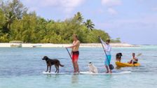 S7 E11: Bondi Vet