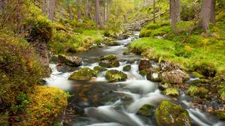 Scotland's Riverwoods