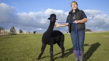 S3 E6: The Yorkshire Vet