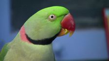 S2 E12: Bondi Vet