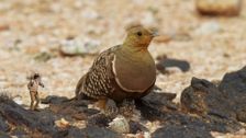 S1 E27: Andy and The Sand Grouse