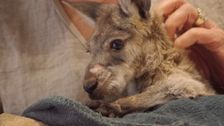 S13 E10: Bondi Vet