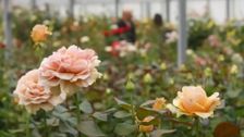 S2024 E18: The Real Cost Of A Rose - The Netherlands
