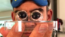 S7 E8: How Your Reflexes Can Save You