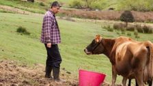 S1 E6: Cheese and Dairy
