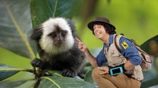 S1 E19: Andy and the Marmosets