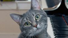 S4 E1: Kittens