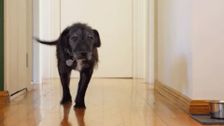S2 E4: The Dog House Australia