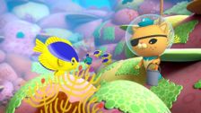 S2 E9: Damselfish