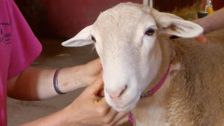 S6 E14: Bondi Vet