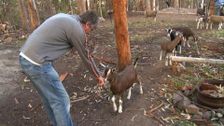 S1 E1: Goats Milk Ice Cream