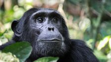 S4 E3: Gabon Jungle