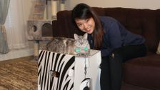 Naughty Cats Make You Laugh Out Loud
