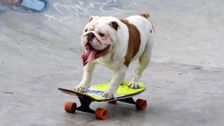 S1 E3: Disobedient Dogs