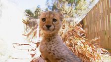S5 E5: Can this Cheetah Pass the Test?