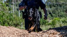 S12 E10: Dog Patrol