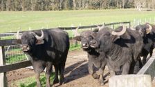 Unusual Farmers