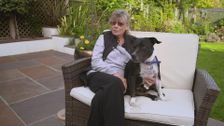 S7 E8: Paul O'Grady: For the Love of Dogs
