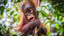 S4 E7: Borneo