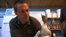 S7 E19: Bondi Vet