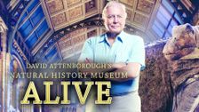 David Attenborough's Natural History Museum Alive