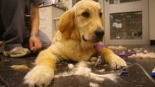 S2 E6: Bondi Vet