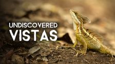 Undiscovered Vistas