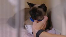 S12 E4: Bondi Vet