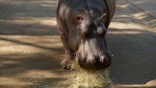 S5 E8: Healing Hippos