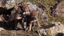 S1 E30: Andy and The Ethiopian Wolves