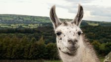 S12 E1: The Yorkshire Vet