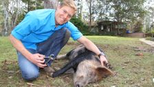 S3 E8: Bondi Vet