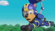 Pups Take It to the Sky