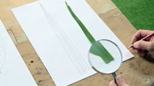 S6 E1: The Magnifying Glass