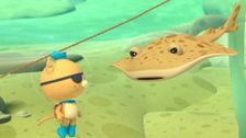 S1 E46: The Electric Torpedo Ray