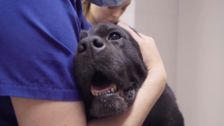 S12 E1: Bondi Vet