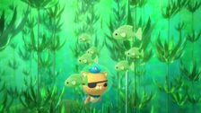 S1 E15: The Giant Kelp Forest