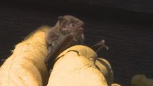 S8 E16: Bondi Vet
