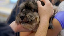 S14 E3: Bondi Vet