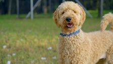 S1 E10: The Dog House Australia