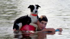 S3 E3: Muster Dogs: Collies and Kelpies