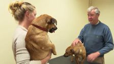 S4 E9: The Yorkshire Vet