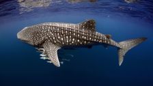 S2 E1: Indian Ocean