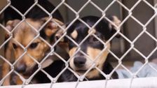 S2 E10: The Dog House Australia